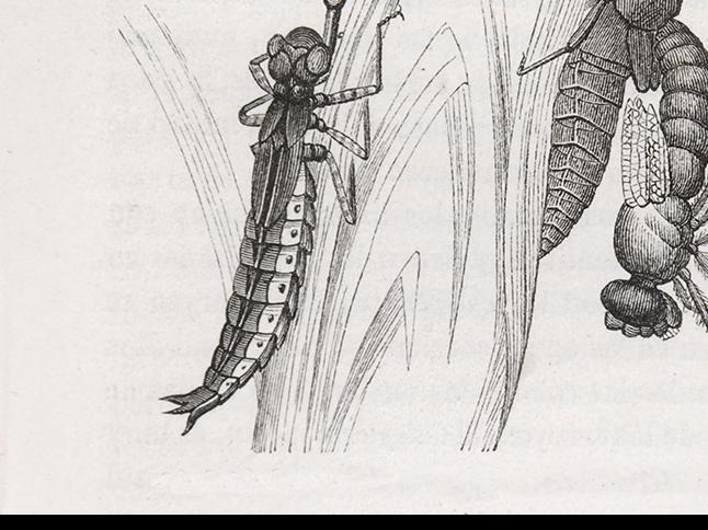 Larva de libélula y nacimiento del adulto