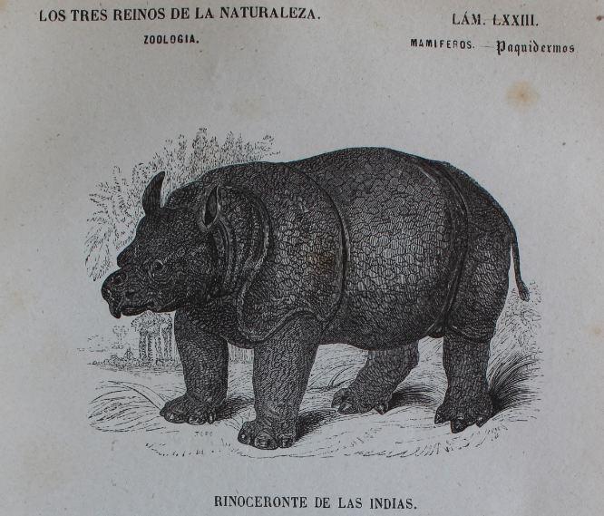 Rinoceronte Chao