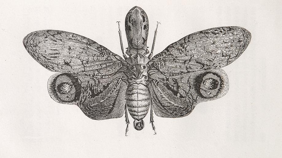 Maurice Girard, Las metamorfosis de los insectos. Colección Biblioteca de las Maravillas, p. 350.