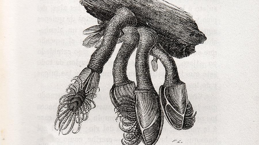 Armand Landrin, Los monstruos marinos. Colección Biblioteca de las Maravillas, p. 159.