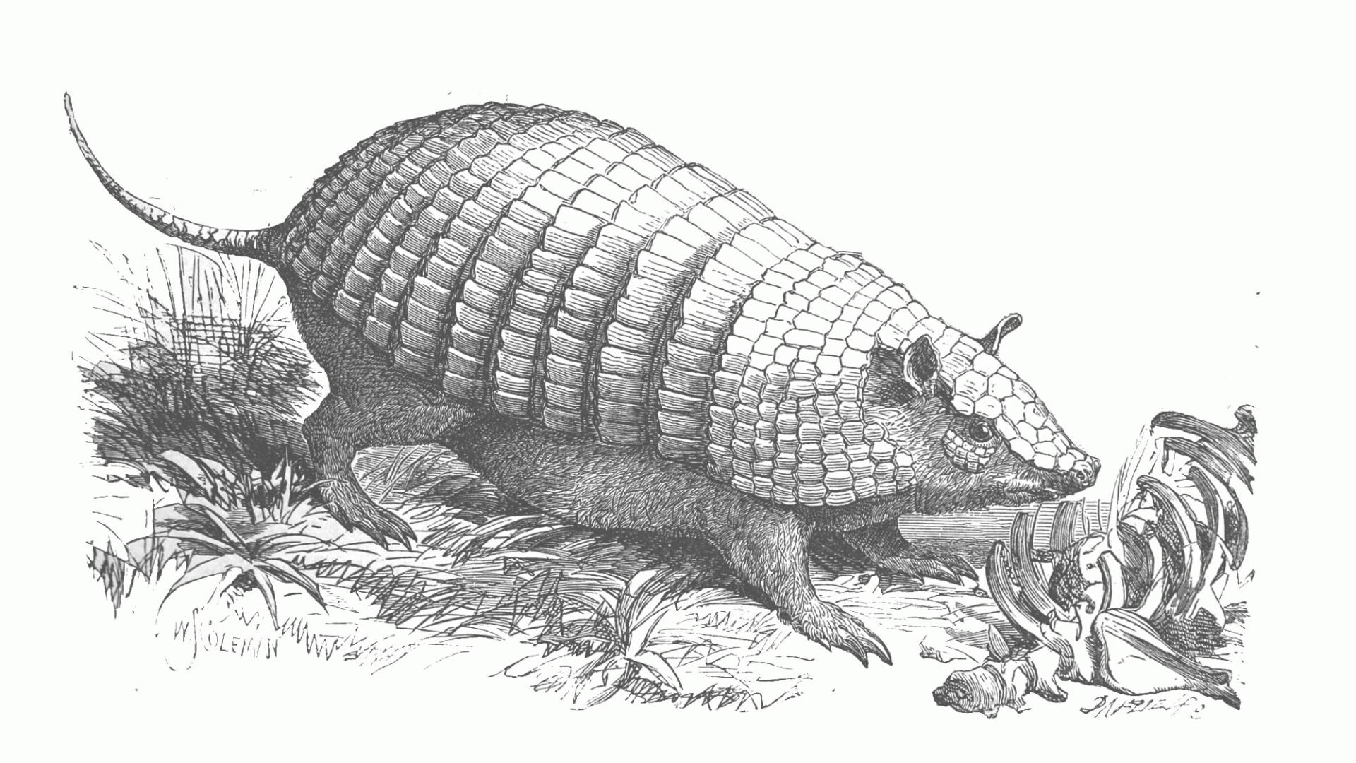 Armadillo en: Claus, Carl Friedrich Wilhelm, (1835-1899) Historia natural. Tomo 5, Zoología IV / por el Doctor C. Claus ; traducida de la última ed. alemana por Luis de Góngora ; ampliada en la parte descriptiva de los diversos animales [...]