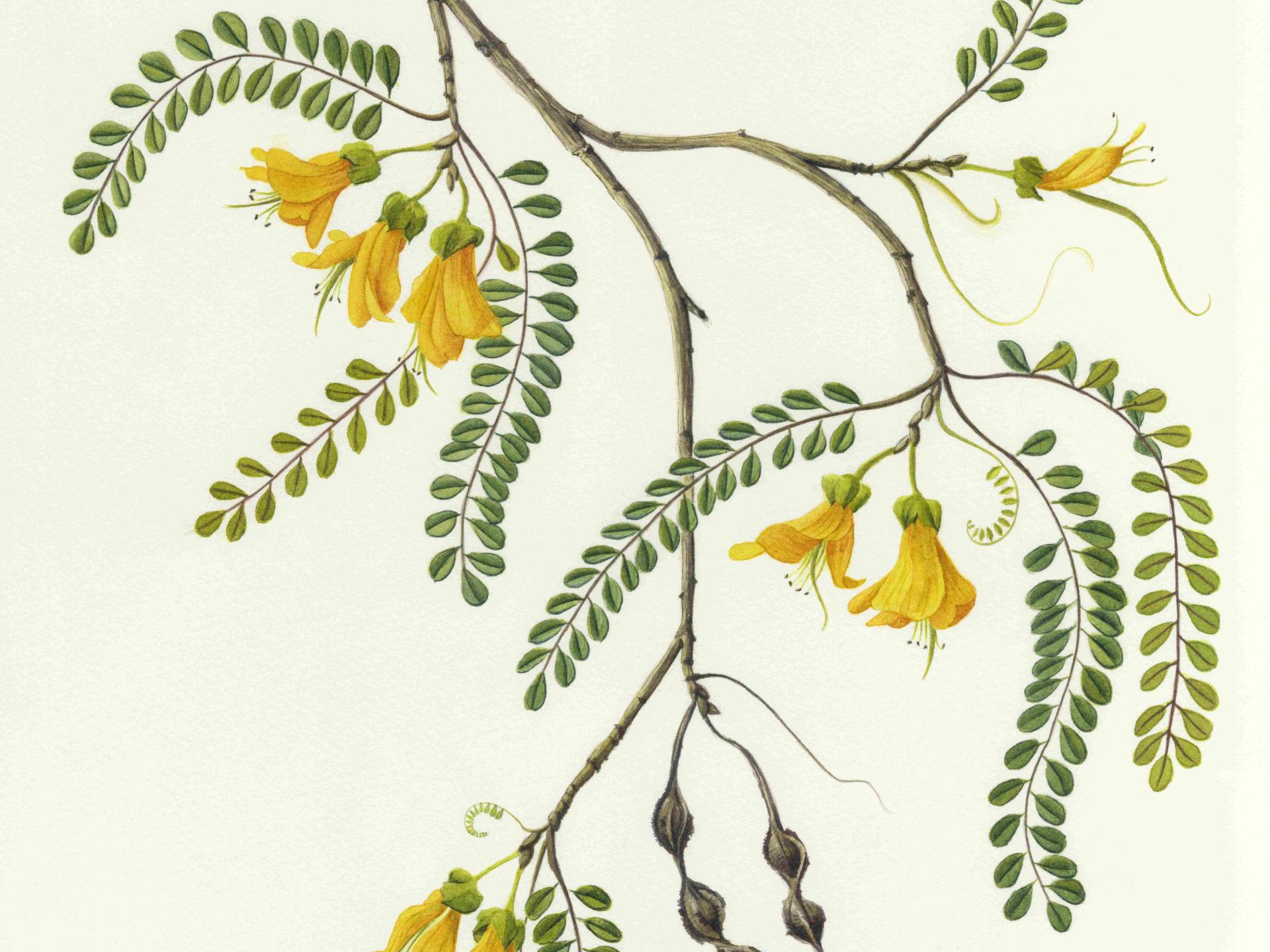 Sophora cassioides_Claudia Canobra