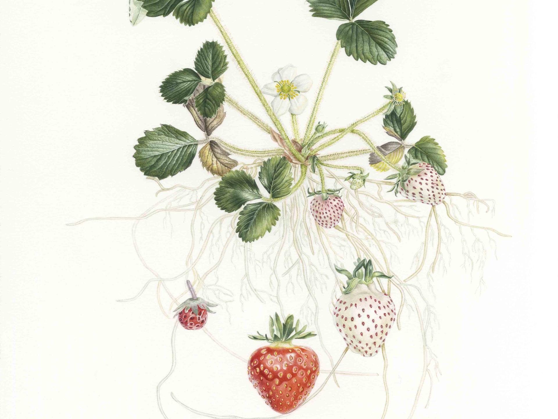 Ilustración de frutillas Ilustración de frutillas