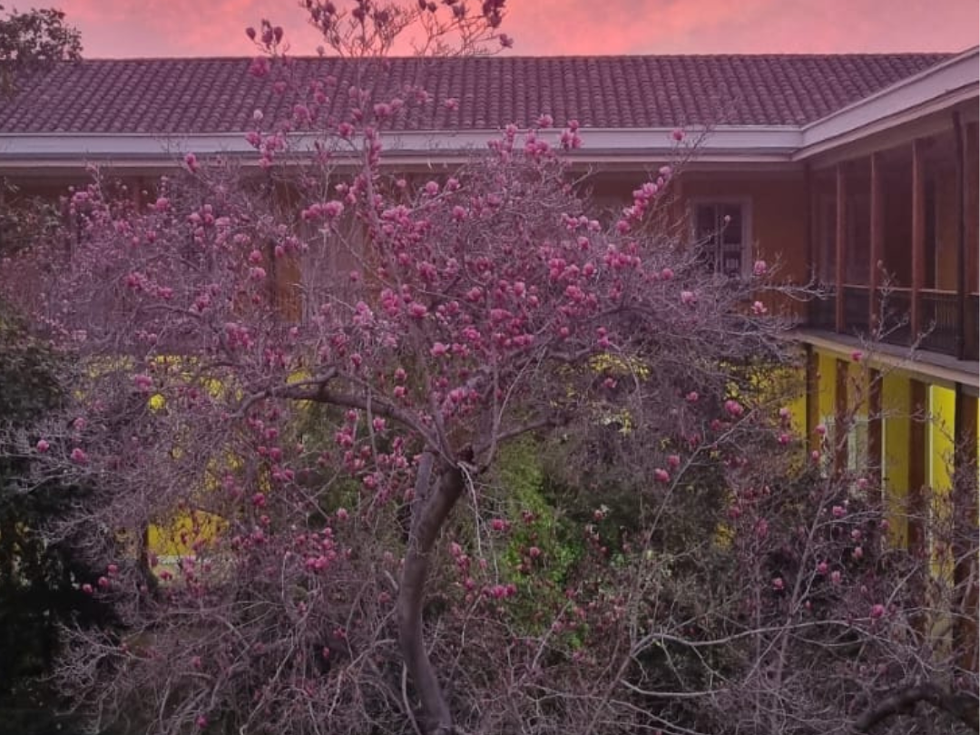 Atardecer en Biblioteca Patrimonial