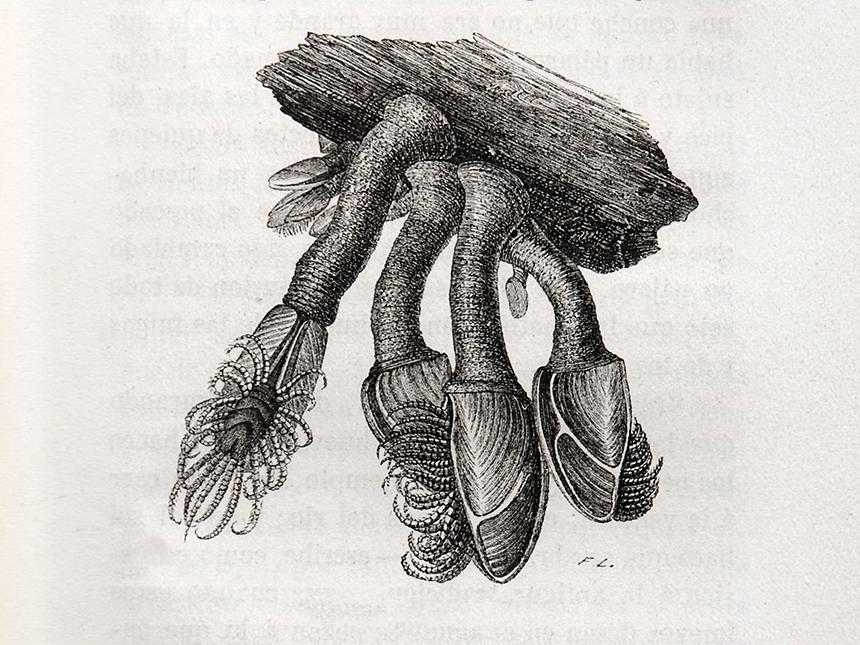 Armand Landrin, Los monstruos marinos. Colección Biblioteca de las Maravillas, p. 159.