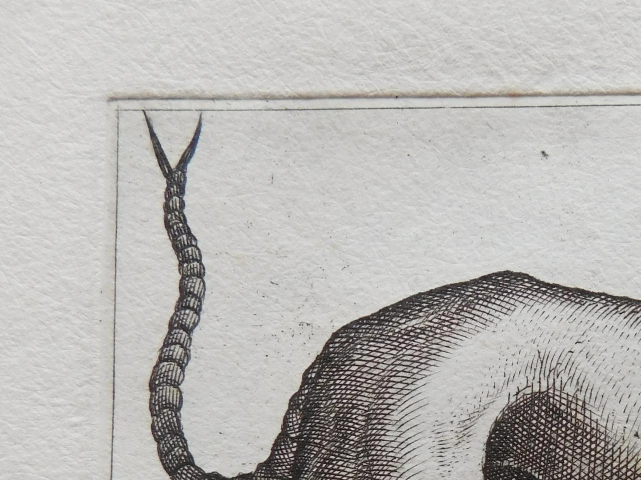 Representación de mantícora en el libro de Tempesta
