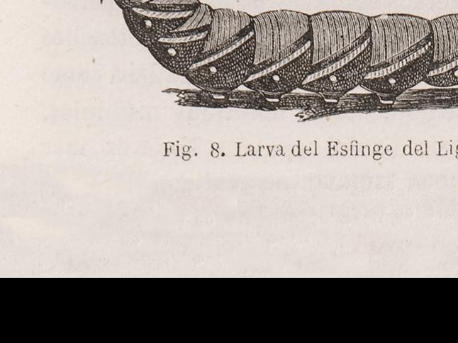 Larva del Esfinge del Ligustro