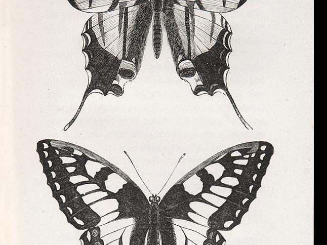 Papilio Podalirius