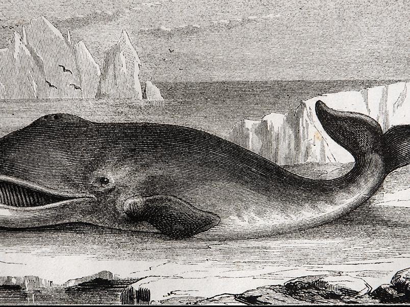 Ballena del Norte