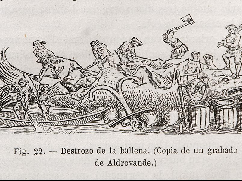 Destrozo de la ballena. Copia de un grabado de Aldrovande [sic]