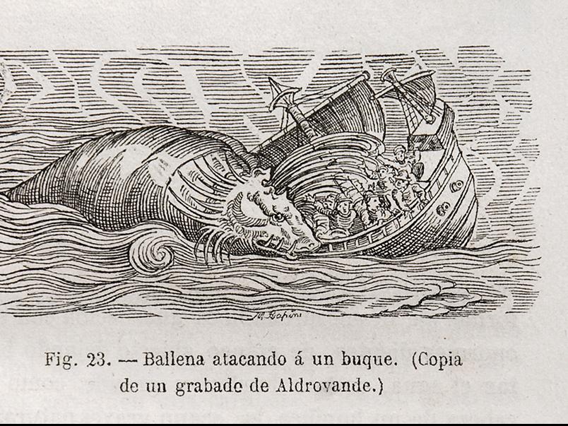 Ballena atacando a un buque. Copia de un grabado de Aldrovande