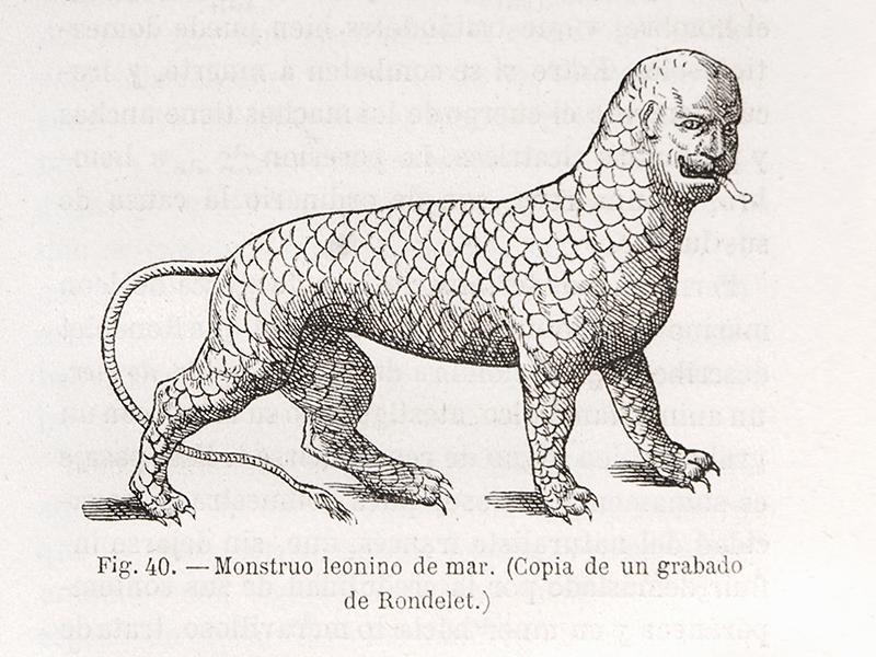Monstruo leonino del mar. Copia de un grabado de Rondelet