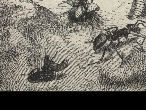 Las hormigas nodrizas