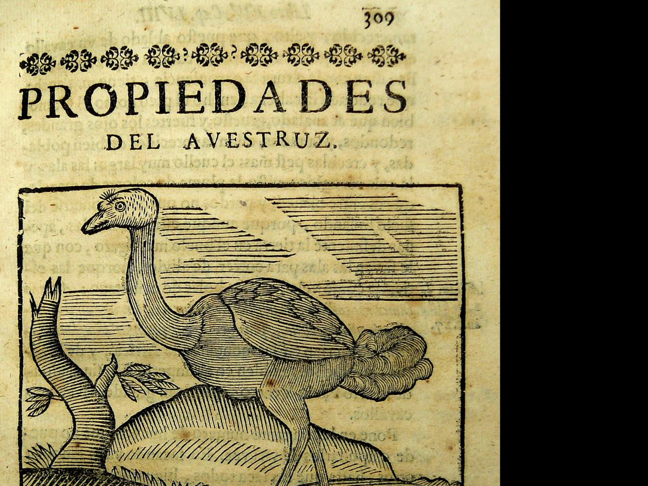 Ferrer. Gobierno. Aves. 1696 1.JPG