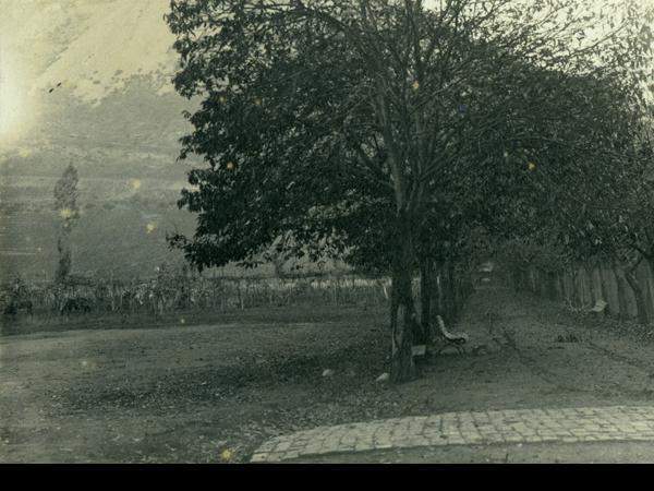 Avenida de los castaños