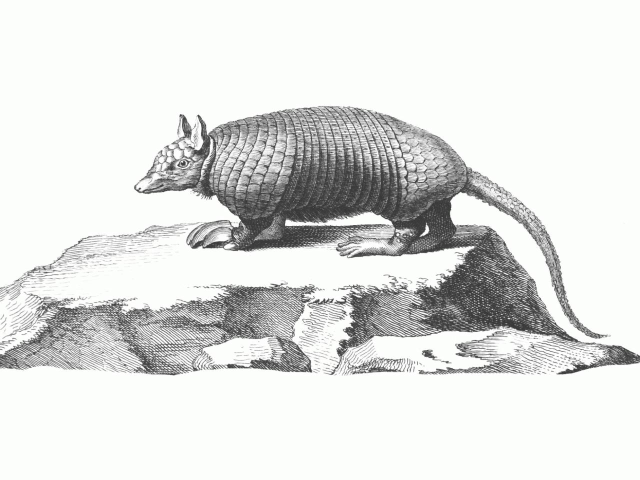 Armadillo Enciclopedia