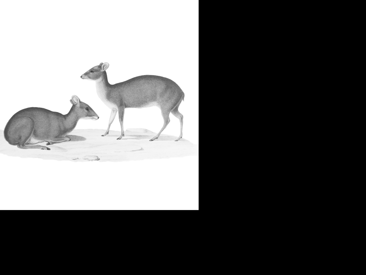 Pudú Gay