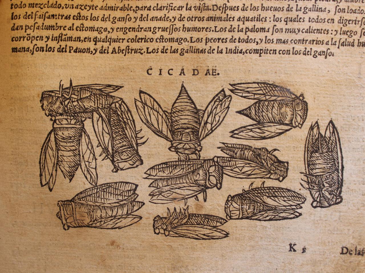 Miniatura