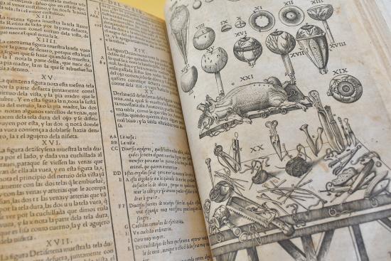 Cerdo en Valverde Historia de la composición del cuerpo humano
