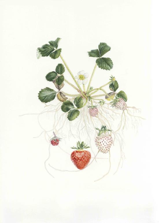 Ilustración de frutillas