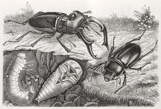 Lucano; larva, ninfa, insecto macho y hembra
