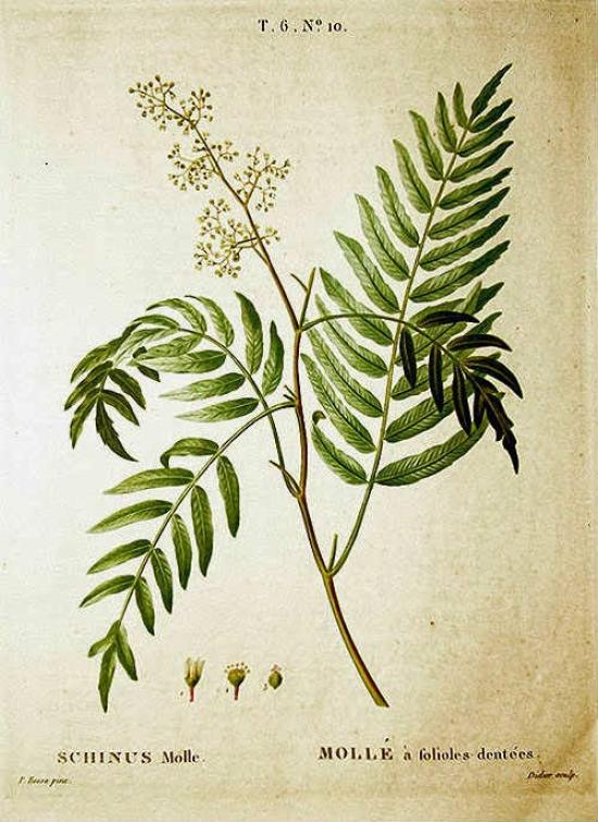 Lámina botánica en un ejemplar de la BPRD