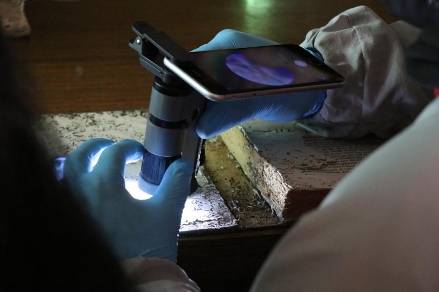 Laboratorio de bibliófagos: observación microscópica de daños causados por insectos en libros