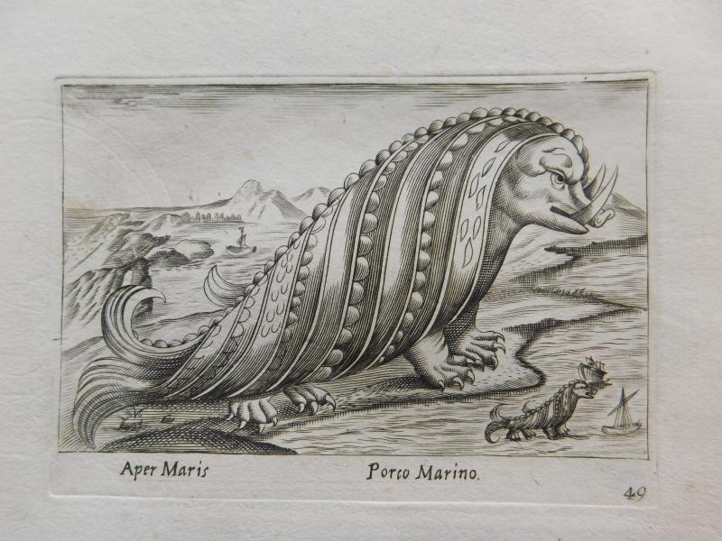 Nova raccolta Tempesta Porco Marino