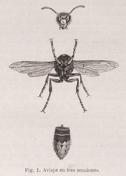 Avispa en tres secciones