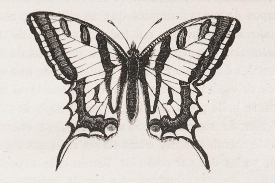 Mariposa alexanor