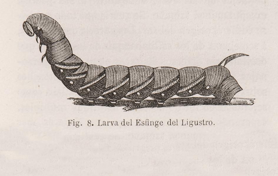 Larva del Esfinge del Ligustro