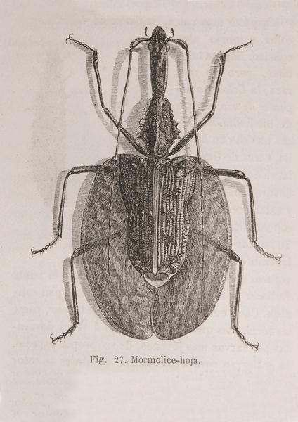 Mormolice-hoja