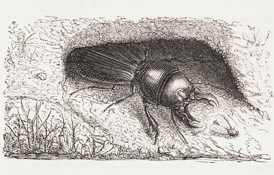 Escarito gigante en acecho