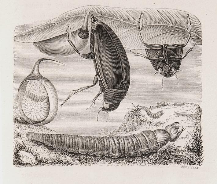 Hidrófilo moreno, larva y coca