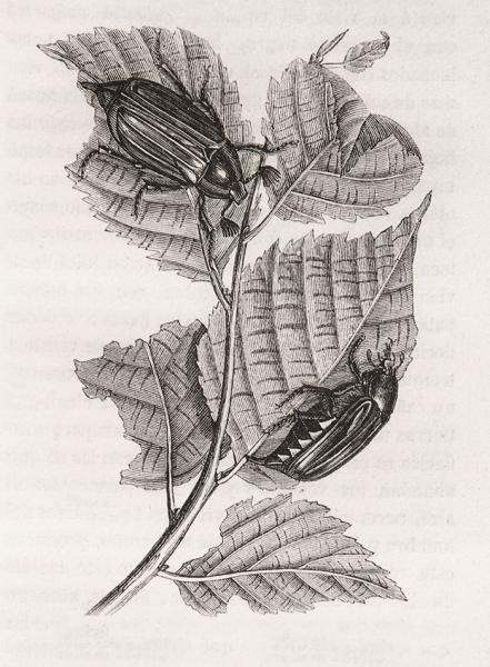 Melolonta común: macho y hembra