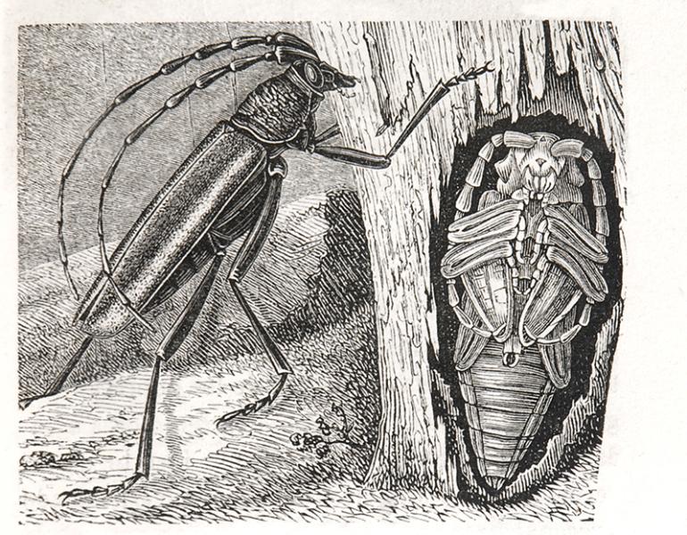 Cerambyx heros, adulto y ninfa