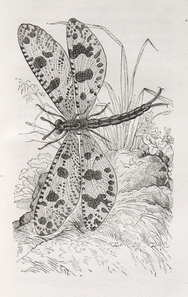 Mirmelion Libelluloides