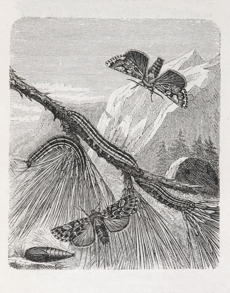 Trachea piniperda, en sus diversos estados