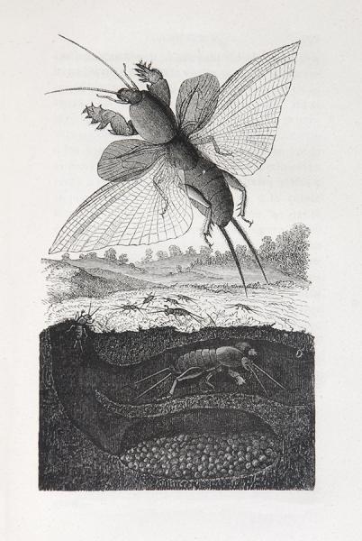 Grillo-talpa, larvas y huevos