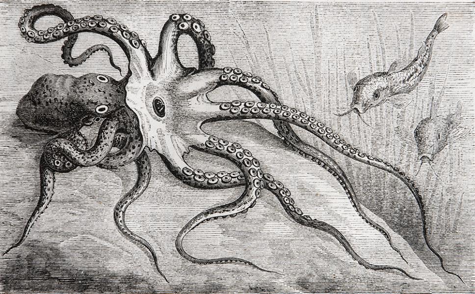 Pulpo al acecho Pulpo al acecho