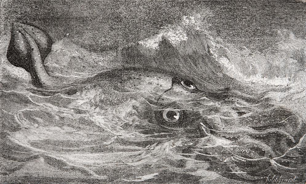 El calamar de Bouyer El calamar de Bouyer