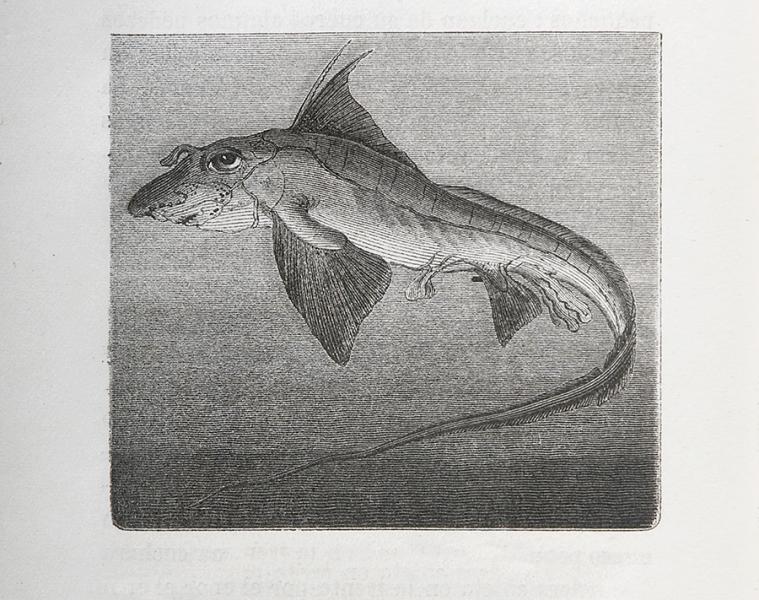 Quimera monstruosa Quimera monstruosa