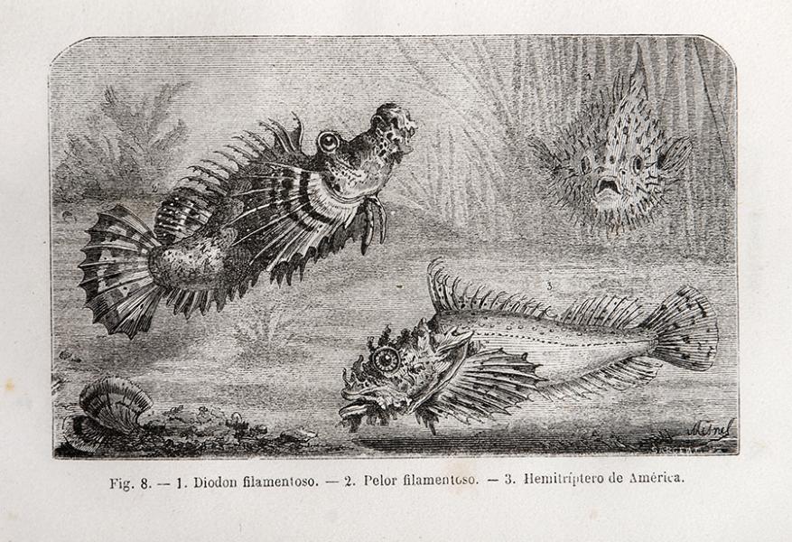 Diodon filamentoso, Pelor filamentoso y Hemitríptero de América Diodon filamentoso, Pelor filamentoso y Hemitríptero de América