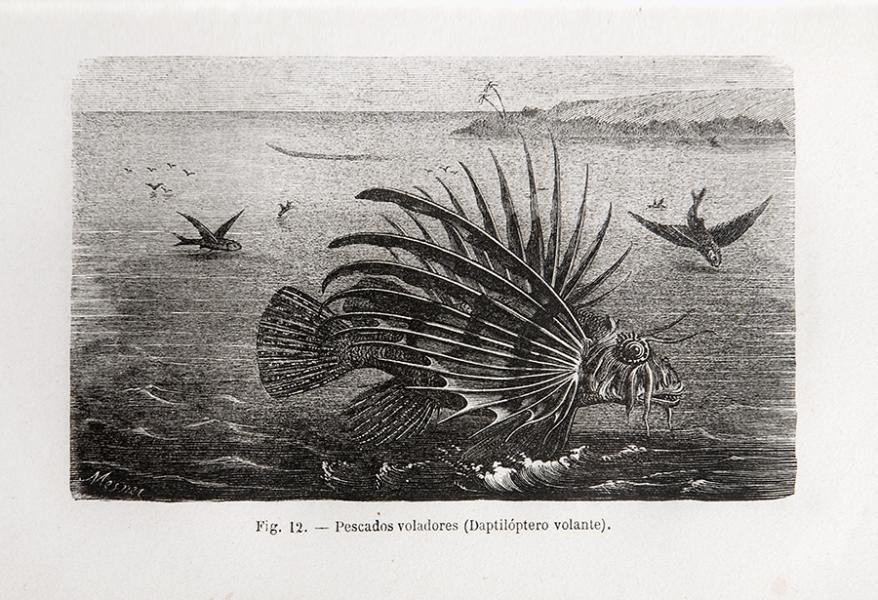 Pescados voladores (Daptilóptero volante) Pescados voladores (Daptilóptero volante)