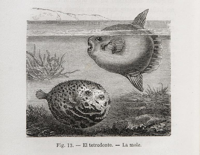 El Tetrodonte, La mole El Tetrodonte, La mole