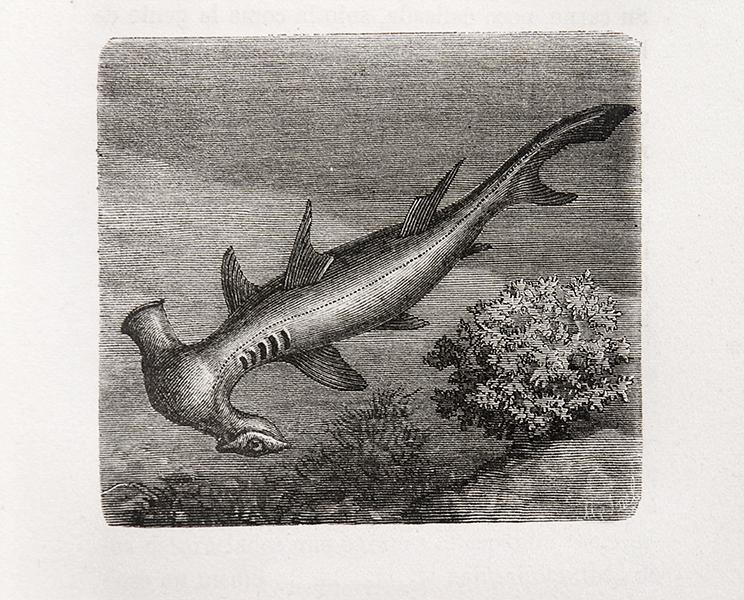 El martillo El martillo