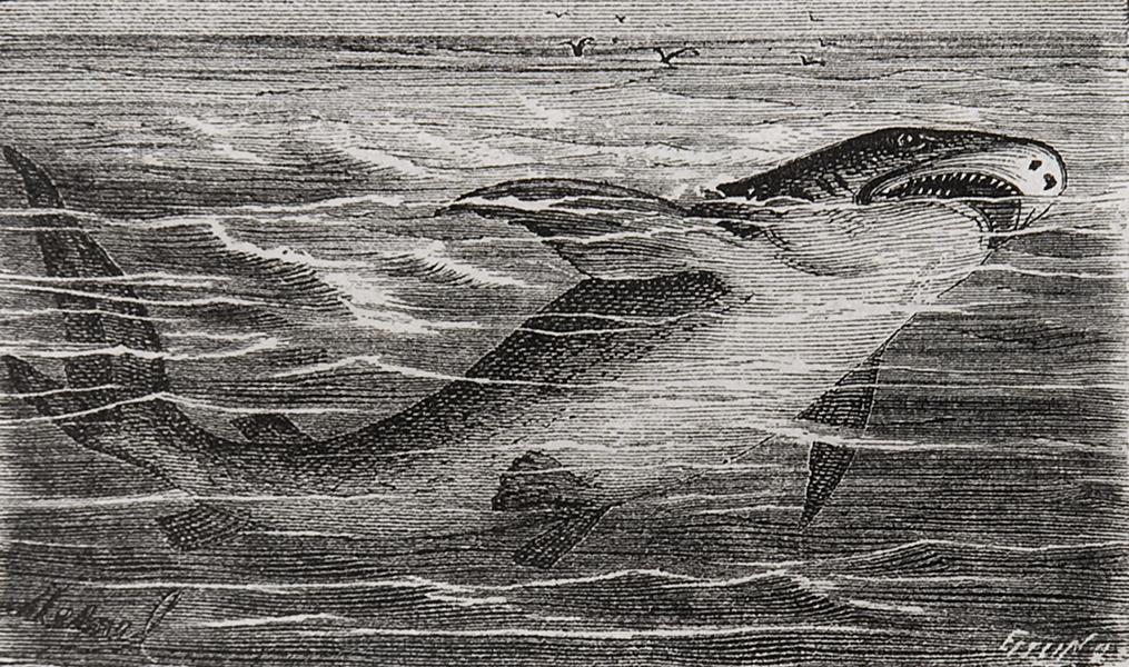 El tiburón El tiburón