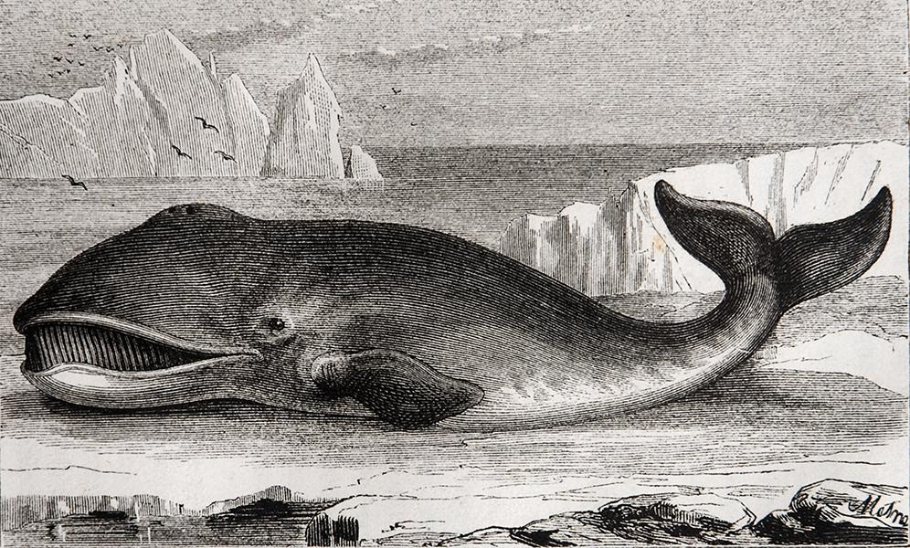 Ballena del Norte Ballena del Norte