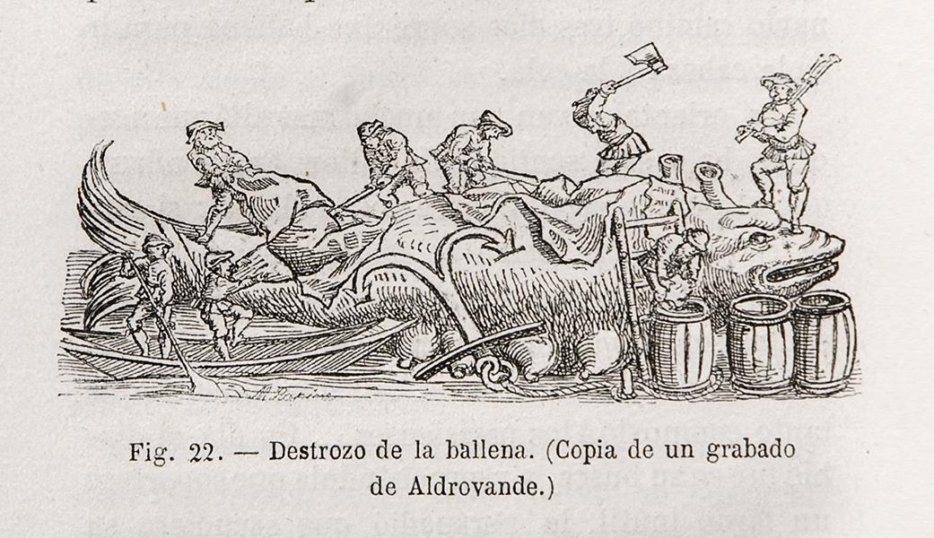Destrozo de la ballena. Copia de un grabado de Aldrovande [sic]
