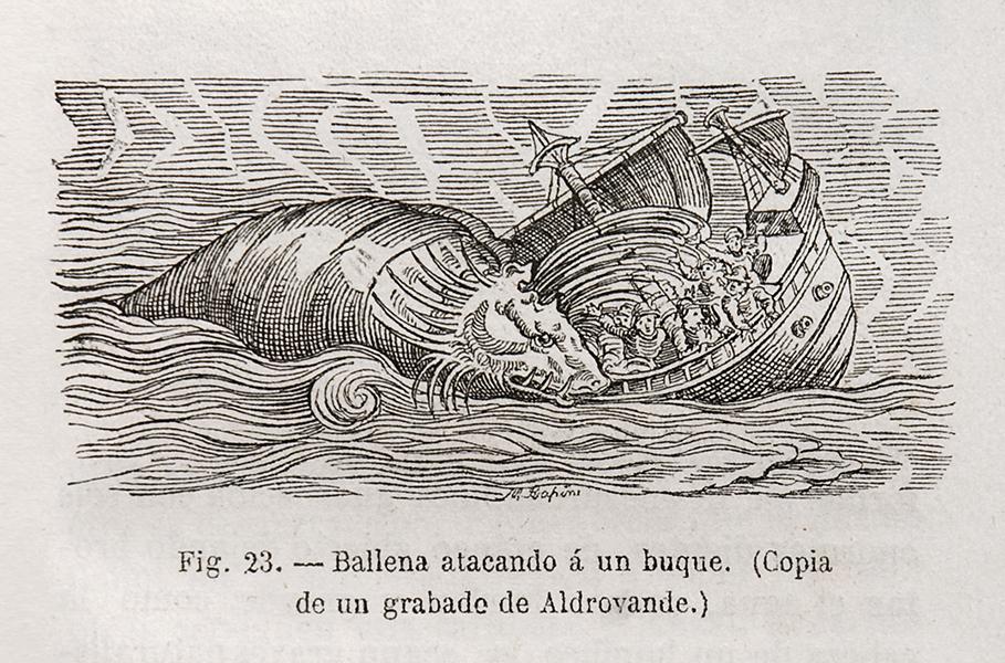 Ballena atacando a un buque. Copia de un grabado de Aldrovande Ballena atacando a un buque. Copia de un grabado de Aldrovande